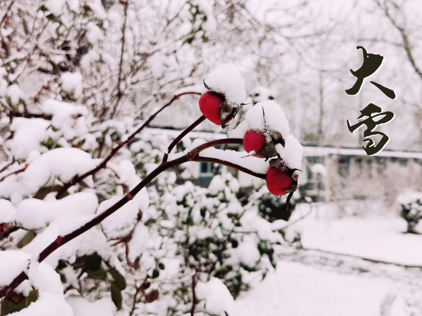 大雪 ▎萬象曉一色，皓然天地中